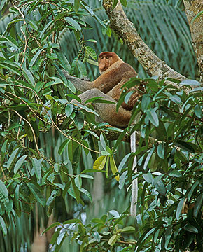 Having Lunch, Proboscis Monkey, Sarawak, Borneo