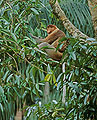 Proboscis Monkey, Borneo