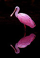 Reflection, Roseate Spoonbill
