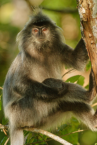 Silvered Leaf Monkey, Sarawak, Malaysian Borneo