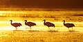 Dawn Parade, Sandhill Cranes