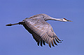 Sandhill Crane in Flight