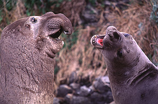 The Argument, Elephant Seals, California Coast