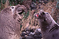 The Argument, Elephant Seals