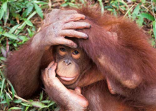 The Clown, Orangutan, Borneo