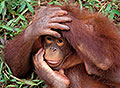 The Clown, Orangutan, Malaysia