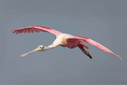 Roseate Spoonbill in Flight, Everglades
