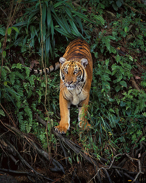 Prowling, Malayan Tiger, Malaysia
