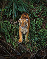 Stealth Movement, Malayan Tiger