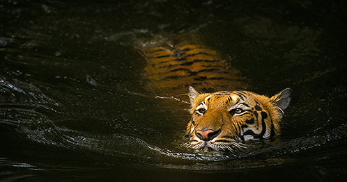 Swimming, Malayan Tiger, Malaysia