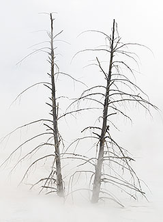 Twin Trees, Mammoth Hot Springs