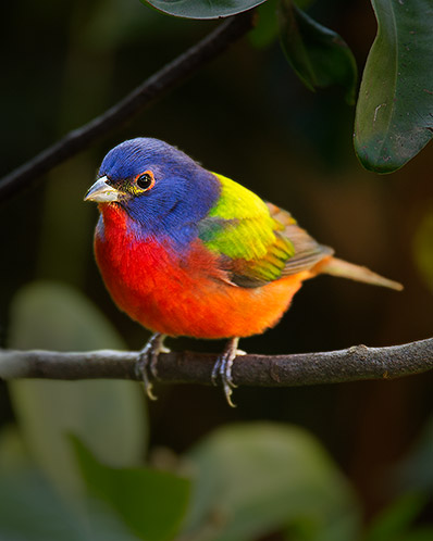 Painted Bunting #2