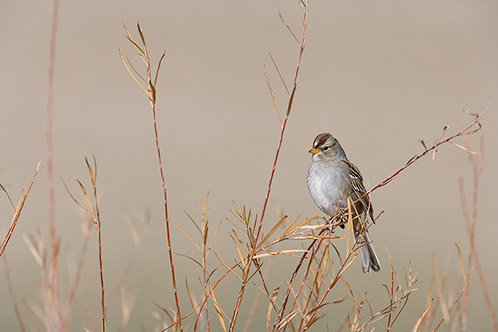 White-capped Sparrow, New Mexico