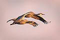 Parent and Child, Sandhill Cranes, Bosque Del Apache N.W.R.
