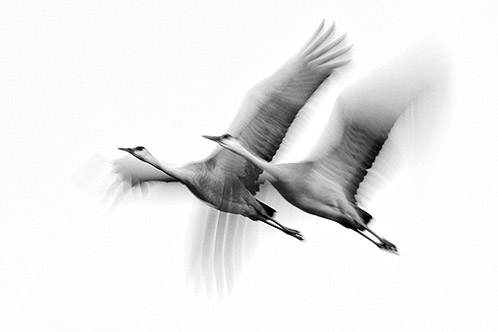 An Impression of Flight, Sandhill Cranes, Bosque Del Apache N.W.R.
