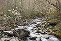 Silver Stream, Springtime, Great Smoky Mountains National Park, Tennessee