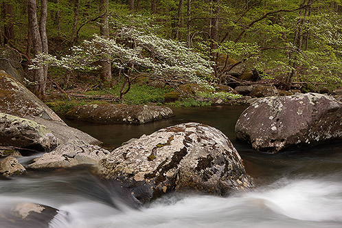 Riverside Dogwood #1, Great Smoky Mountains National Park