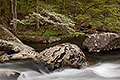 Riverside Dogwood #1,&nbsp;Great Smoky Mountains National Park