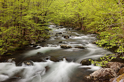 Springtime Green, Middle Prong Little River, Great Smoky Mountains National Park
