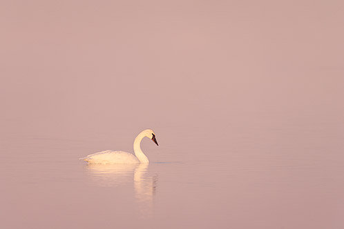 Trumpeter Swan in Fog at Sunrise