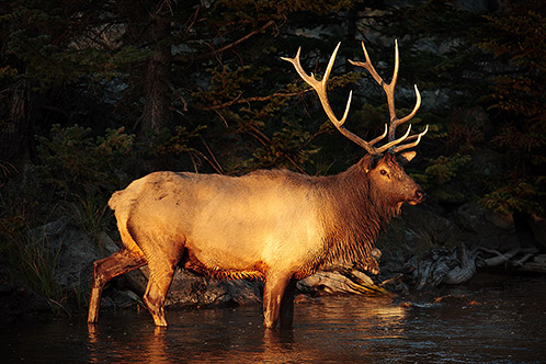 Bull Elk in Morning Sun, Yellowstone National Park, Wyoming