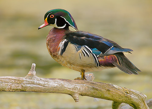 Male Wood Duck, Cleveland Metroparks, Ohio