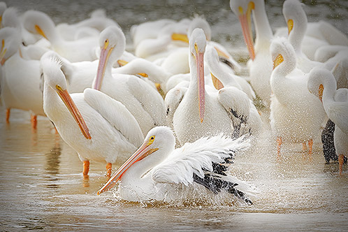 Birdbath, American White Pelican