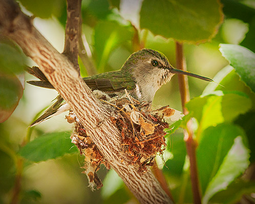 Anna's Hummingbird in Nest, Bird Photograph
