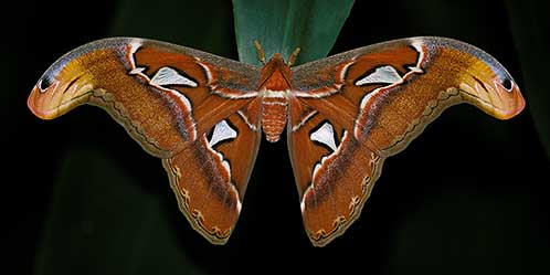 Atlas Moth, Selangor, Malaysia, Wildlife Photography