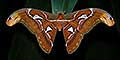 Atlas Moth, Malaysia
