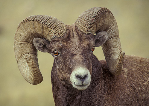 Big Horn Ram, Wildlife Portrait #2