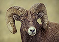 Bighorn Ram, Portrait #2