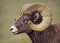 Big Horn Ram, Portrait