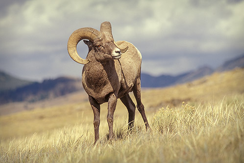Bighorn Ram. I've Got an Eye on You