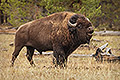 Bull Bison, Victory Bellow