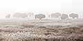 Bison Herd in Fog, Yellowstone National Park, Wyoming