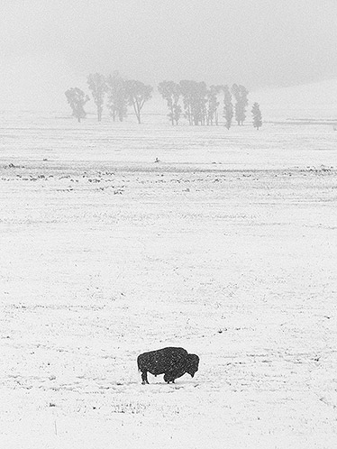 American Bison in Snow