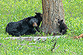 American Black Bear, Mom and Cubs