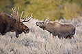 Bull and Calf Moose, Gros Ventre River, Wyoming