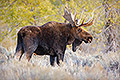 Bull Moose, Autumn, Wyoming