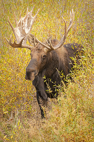 Bull Moose, In the Willows