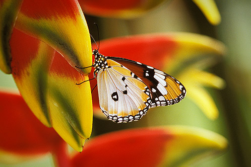 Butterfly on Lobster Claw Blossom, Selangor, Malaysia