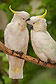 Love Birds, Cockatoo Pair Grooming, Victoria, Australia