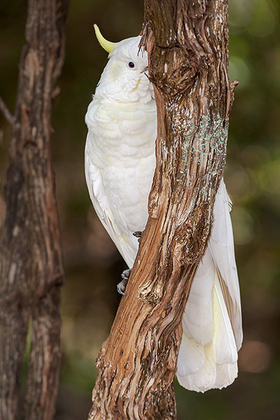 Peekaboo Cockatoo, Sulfur Crested Cockatoo, Victoria, Australia