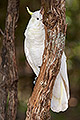 Peekaboo Cockatoo, Victoria, Australia