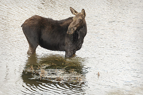 Mama Moose, Lunchtime, Grand Teton National Park, Wyoming