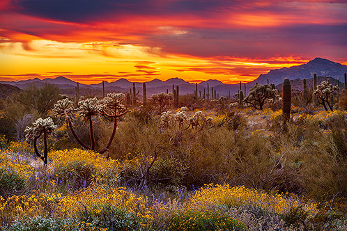 Desert Bloom, Sunset