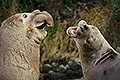 The Argument, Elephant Seals