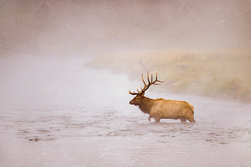 The Crossing, Bull Elk, Yellowstone National Park