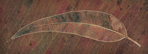 Eucalypt Leaf #2, Victoria, Australia